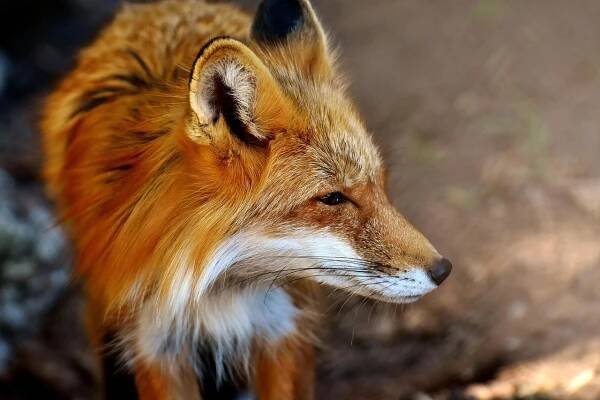 Download free HD stock image of Fox Wildlife