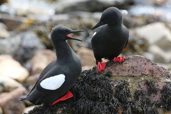 B11P5453 Black Guillemots