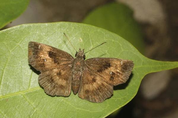 Staphylus mazans
