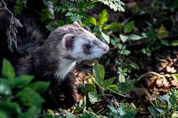 fretka v lese - carnivore preservation trust - stock snímky, obrázky a fotky