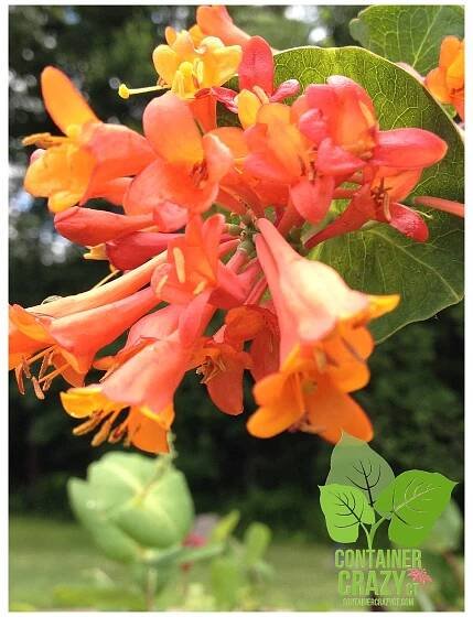 Honeysuckle Blooms