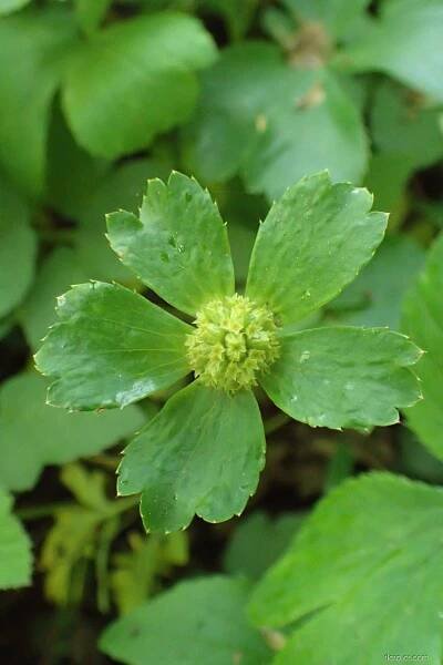Hvězdnatec zubatý (Hacquetia epipactis)