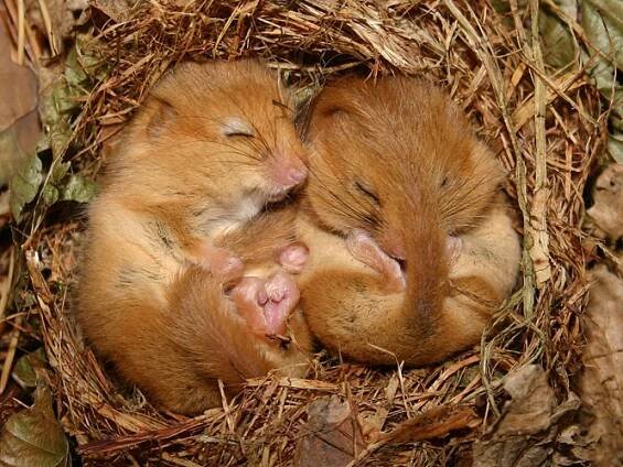 Haselmaus – Naturparkblicke