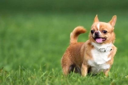 Hmotnost čivavy podle měsíce (19 fotografií): kolik by měl vážit dospělý pes? Standardní váha štěněte