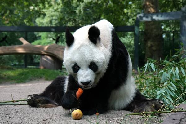 panda velká Berlín