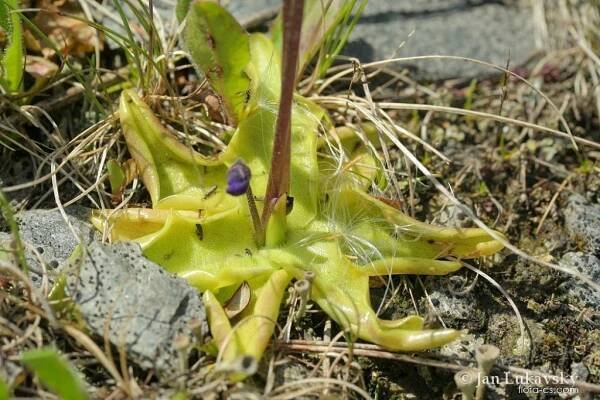 Tučnice obecná (Pinguicula vulgaris)