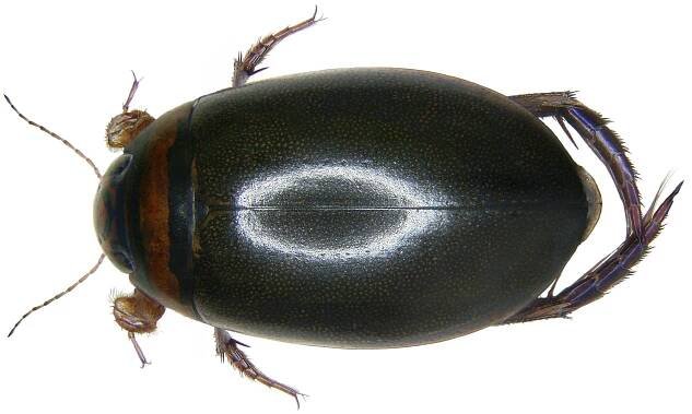 Graphoderus