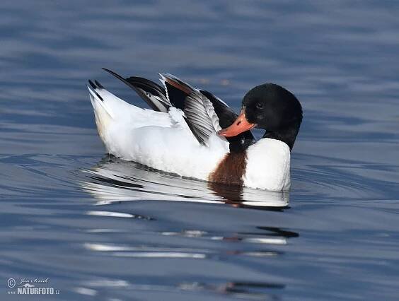 Husice liščí | Naturfoto.cz