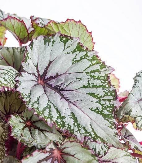 Begónie královská, Begonia Beleaf Asian Tundra, skladem | ZAZUMi.cz