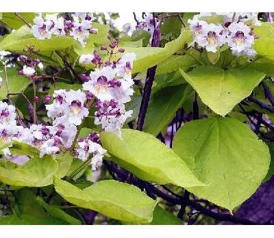 Catalpa bignonioides "aurea" - katalpa trubačovitá - keř