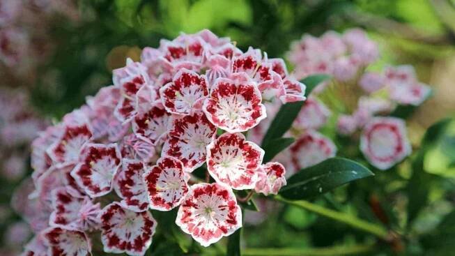 Close up view of red and white Kalmia latifolia ‘Minuet’ blooms