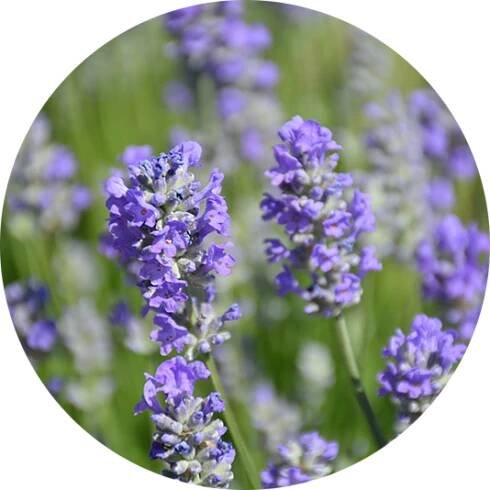 Levandule úzkolistá - Lavandula angustifolia 'Munstead Strain'