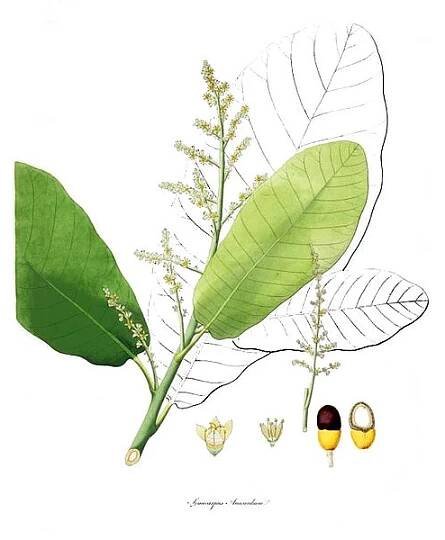 Soubor:Semecarpus anacardium.jpg – Wikipedie