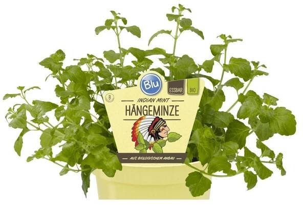 Bio Máta indiánská, Satureja douglasii skladem