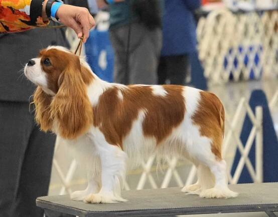 Photo Gallery with Cavalier King Charles Spaniels bred by Foxwyn Cavaliers. This includes puppy — Foxwyn Cavaliers