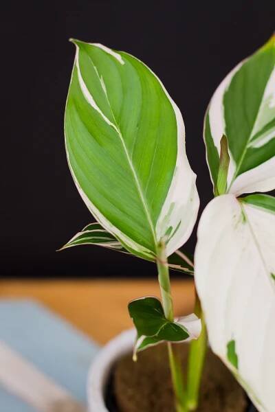 Ctenanthe setosa ‘Princess Dalya’ - Image 2