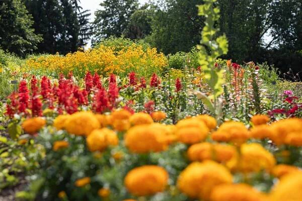 Botanická zahrada v Troji připravila na léto pestrý program :: Praha :: Regiony 24.cz :: Zpravodajství z Prahy