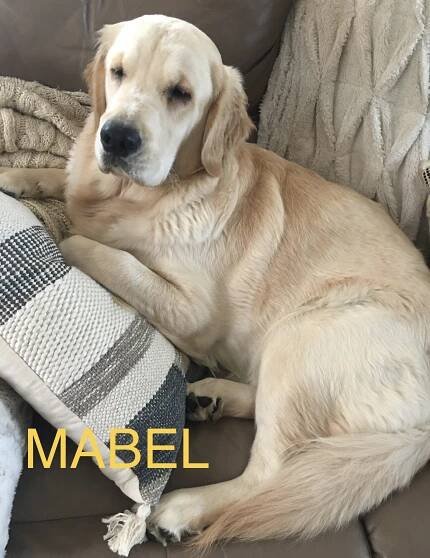 Gracie X Angelo offspring – Angels of Gold, Golden Retriever Breeders