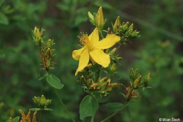 Hypericum perforatum | Květena Šumavy