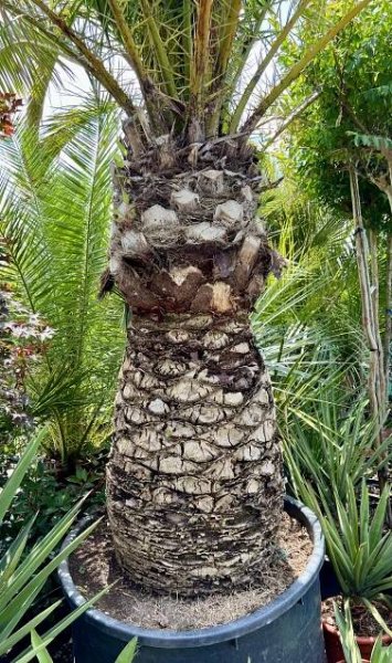 Phoenix canariensis, cca 330 cm