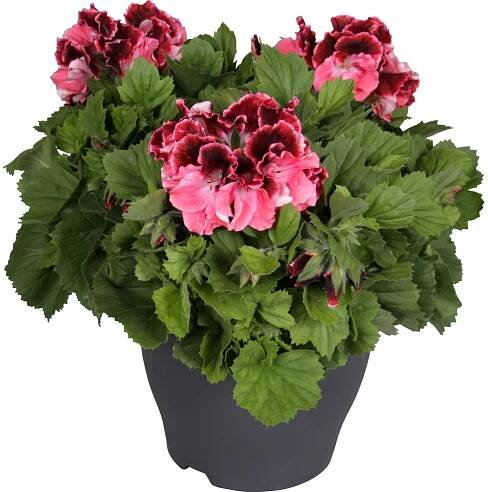 Pelargonie velkokvětá "Bella Donna" červená průměr květináče 23 cm nakoupit u OBI