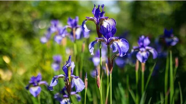 How to Plant, Grow, and Care for Siberian Iris Flowers