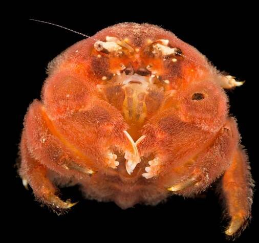 a sponge crab