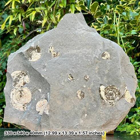 Authentic Psiloceras Planorbis Fossil Ammonite – Jurassic Blue Lias, Watchet, Somerset, UK + COA