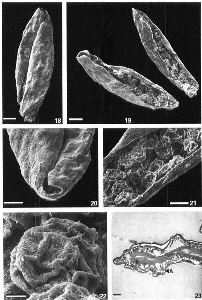 Early Land Plants Research Papers - Academia.edu