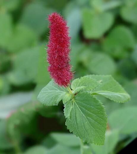 Acalypha pendula