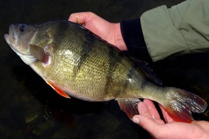Jak nachytat ryby, i když (prý) neberou: S feederem na letní řeku - iRybářství