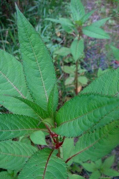 Netýkavka žlaznatá - Impatiens glandulifera