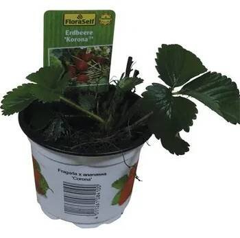 Květináč Jahodník jednouplodící Fragaria x ananassa 'Korona' květináč Ø 9 cm
