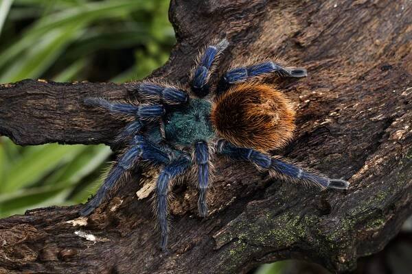 Spider Facts: Get to Know These Fascinating Animals | PETA