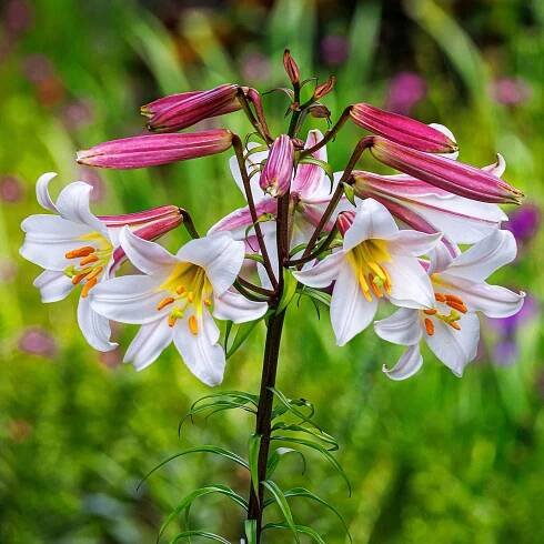 Lily Bulbs Ragalealy by Eden Brothers - Year of the Lily - National Garden Bureau