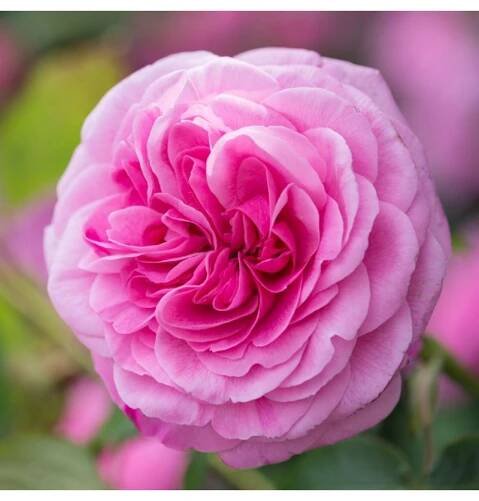 Gertrude Jekyll 