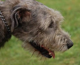 Psí plemena: Irský vlkodav, největší psí plemeno na světě