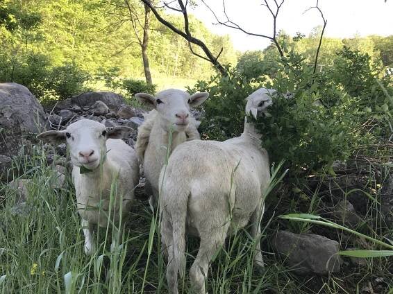 Farming for the Future: Navigating Climate Resilience in the Adirondacks