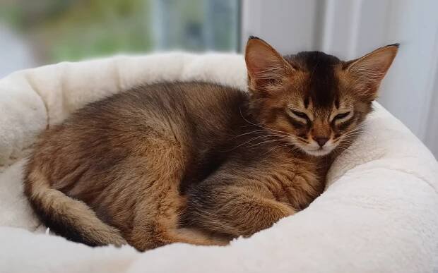 Elly (Neutered) | Paepeghembos