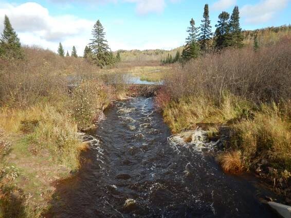 Aquatics | Stream Study | Wolf Ridge
