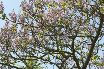 Botanický zázrak v Dymokurech kvete teprve podruhé za 35 let