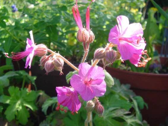 Soubor:Geranium macrorrhizum 1.JPG – Wikipedie
