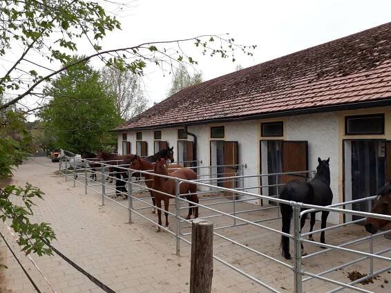 Willkommen auf dem Enserhof - Vollblutaraber Gestüt Enserhof