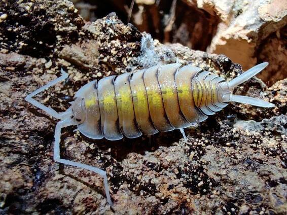 Porcellio bolivari yellow ghost