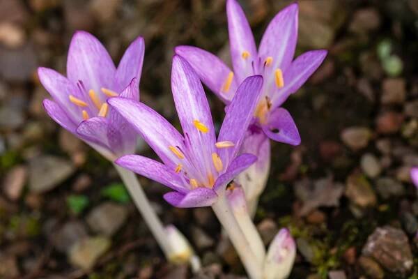 podzimní krokus, čeleď colchicum - ocún jesenní - stock snímky, obrázky a fotky