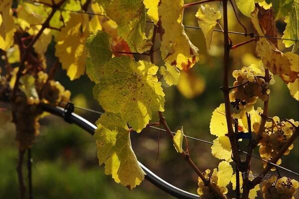 Září – doba vinobraní I., Tipy na výlet