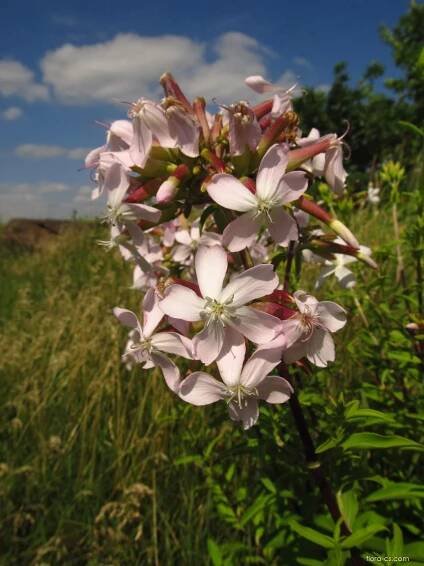 Mydlice lékařská (Saponaria officinalis), květy, květenství