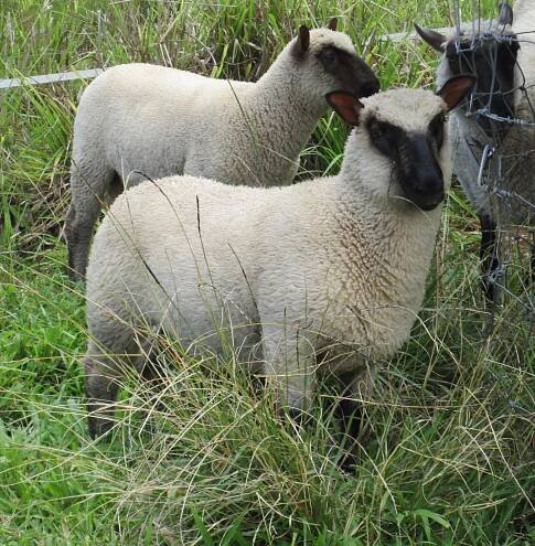 Flower's lamb