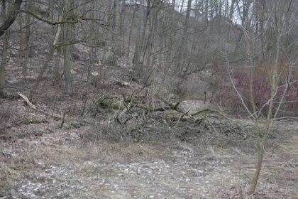 Šedesát suchých a vyvrácených stromů z Čecháků a Riegrových sadů je pryč