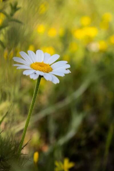 Free Capture the delicate beauty of a white daisy in bloom with a serene bokeh background. Stock Photo